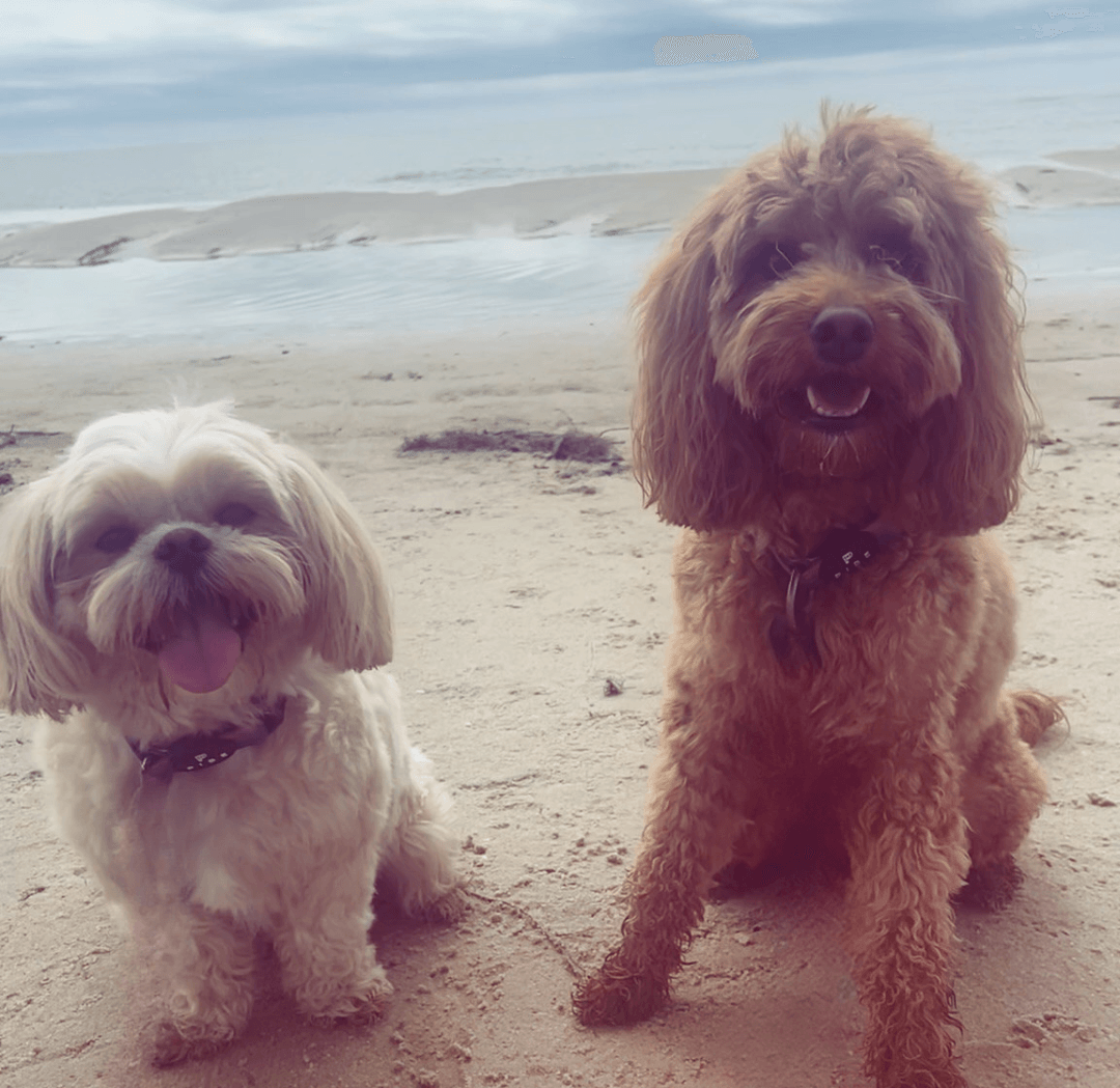 Two dogs sitting on a sandy beach with PIBE dog collars. ocean in the background