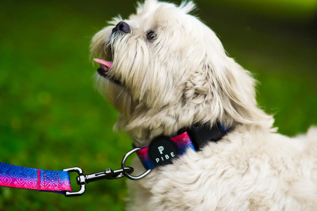 Elevate Your Pup’s Style. Play It By Ear Lifestyle